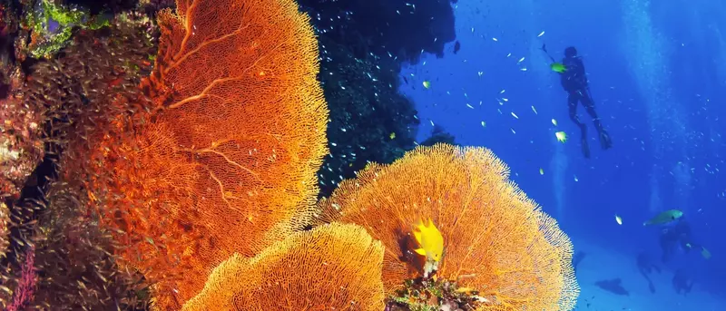 Coral Identification Coral Identification