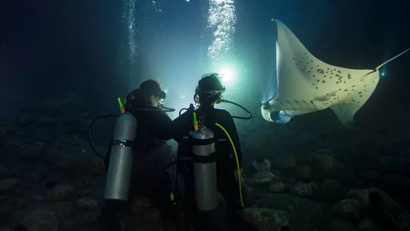 Night Dive Night Dive